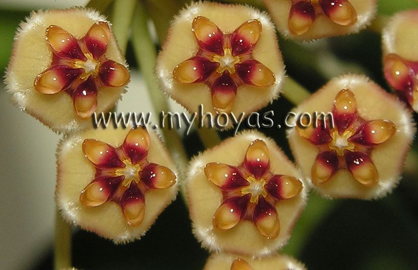 Ambon - Hoya poze net