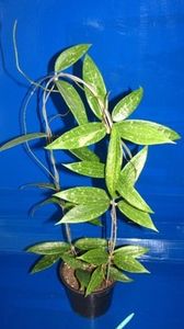 loei Province - Hoya poze net