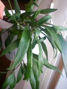Parviflora - Hoya poze net