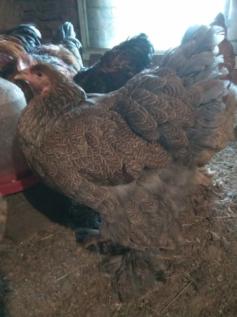  - Brahma Potarnichiu