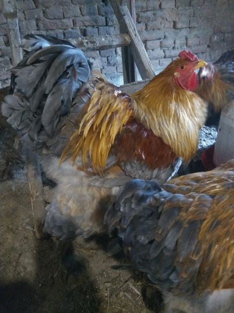  - Brahma Potarnichiu