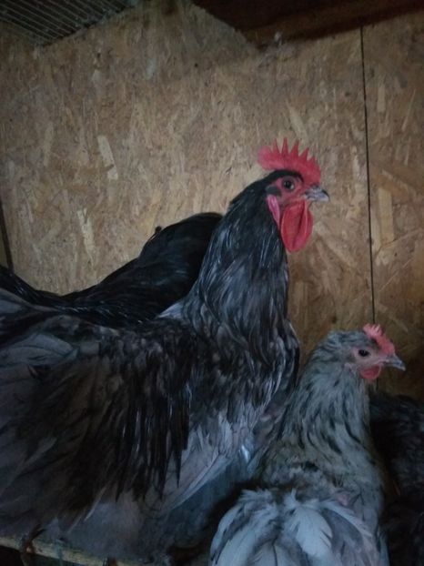  - Australorp albastru