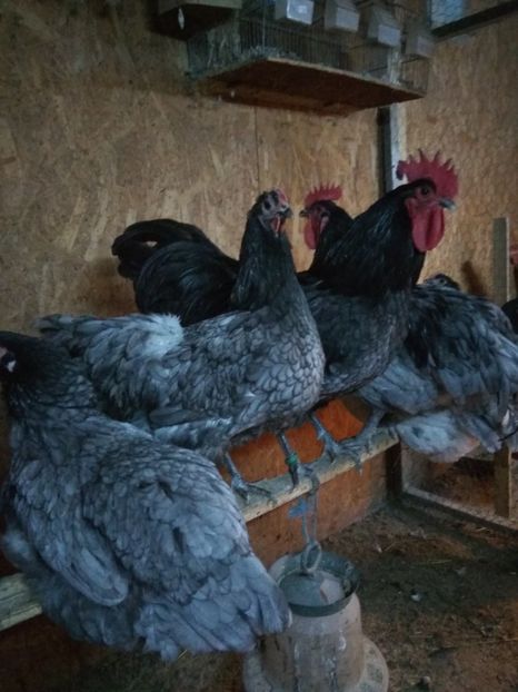  - Australorp albastru