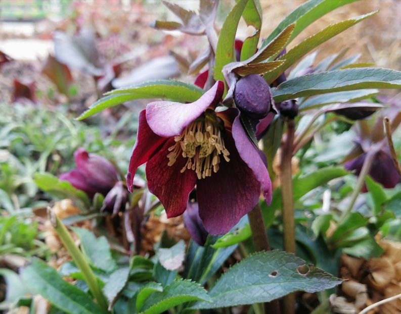 Helleborus orientalis Metallic Blue Lady - 2020 Ian feb martie aprilie