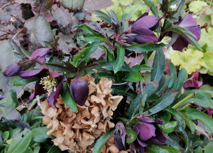 Helleborus orientalis Metallic Blue Lady - 2020 Ian feb martie aprilie