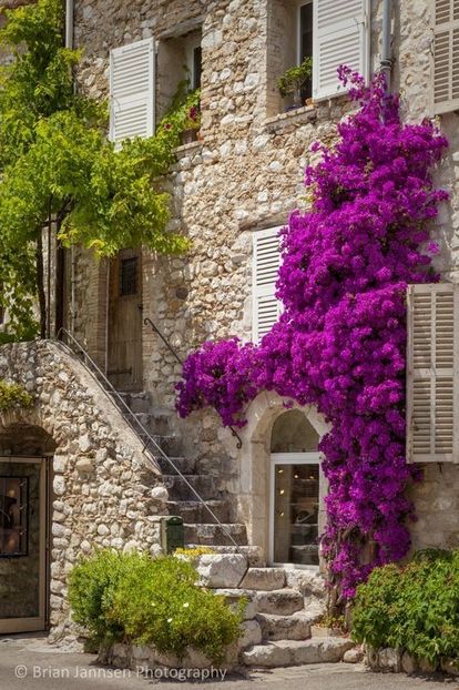 c2edee50e8b2707616668571692e6147 - Bougainvillea