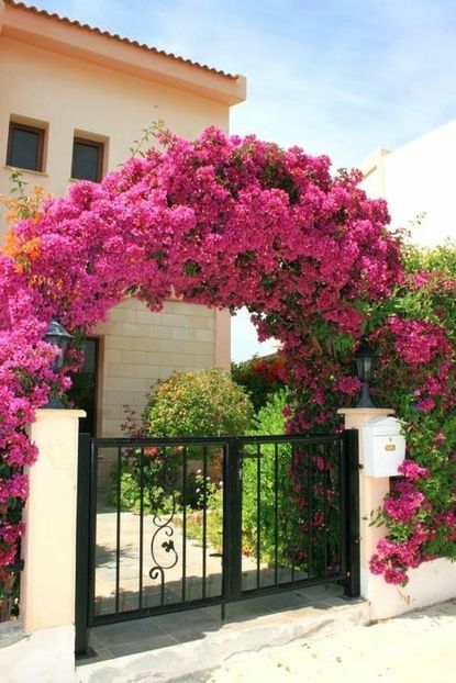 e6dcb277e83b2a3181613f2d412a3901 - Bougainvillea