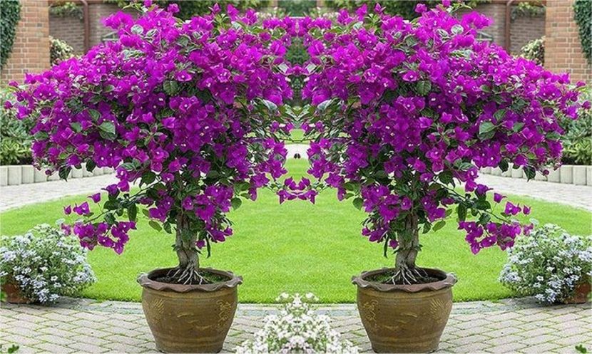 0ea9079e2c9e73d6a72a8e913e14bd06 - Bougainvillea