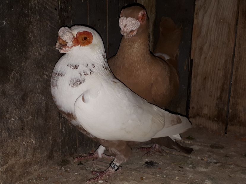  - J _ carunculați 2020