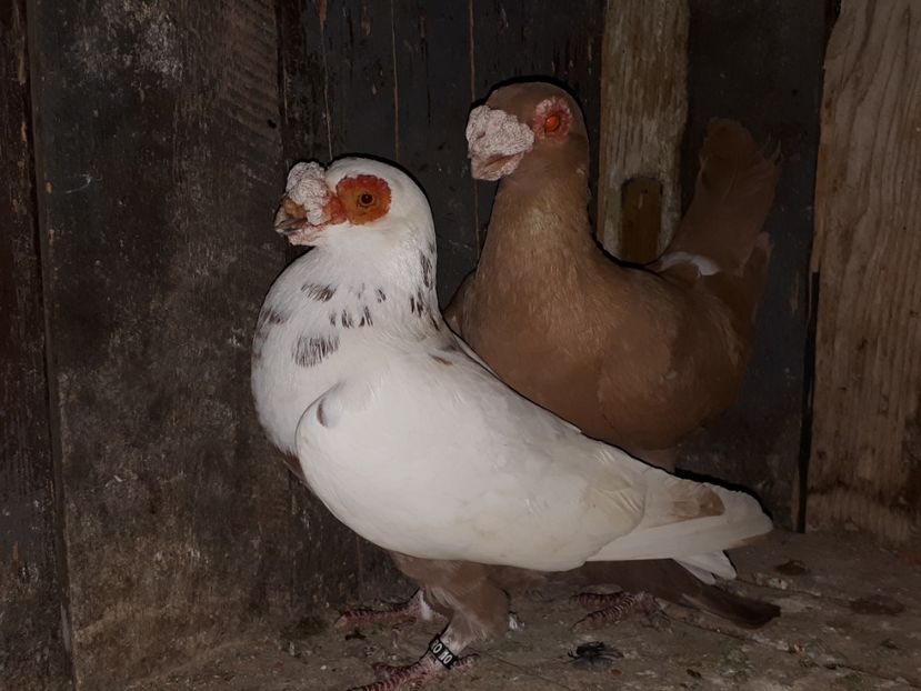  - J _ carunculați 2020