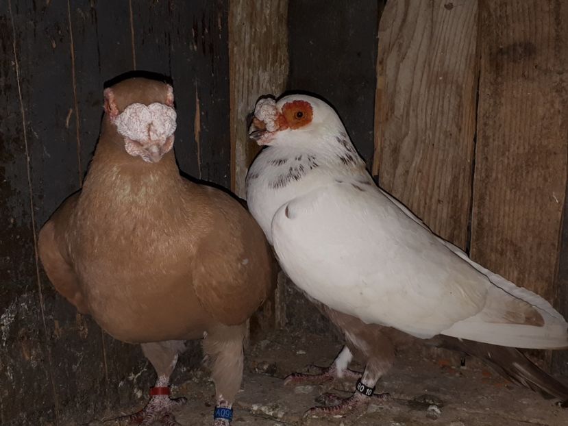  - J _ carunculați 2020