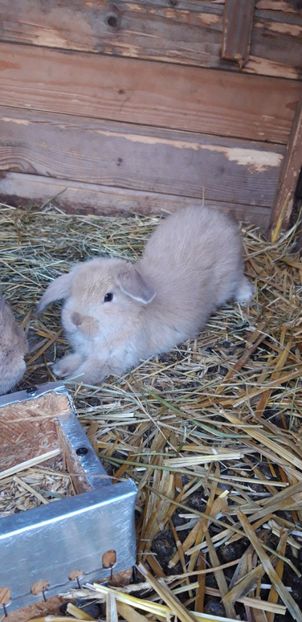 La 5 săptămâni - Cuib 15 ianuarie 2020