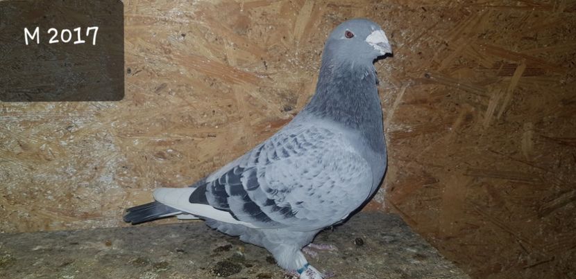 Mascul - Voiajori Standard