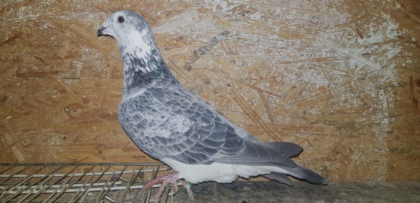 Femela - Voiajori Standard