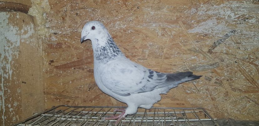 Femela - Voiajori Standard