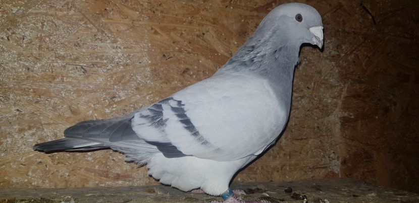 Mascul - Voiajori Standard