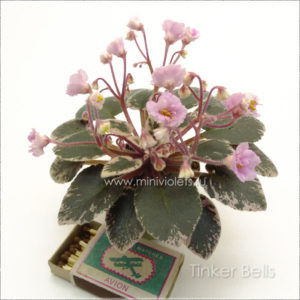 Tinker Bells - Violete africane de colectie