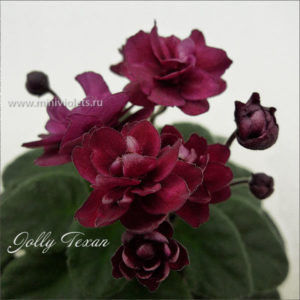 Jolly Texan - Violete africane de colectie