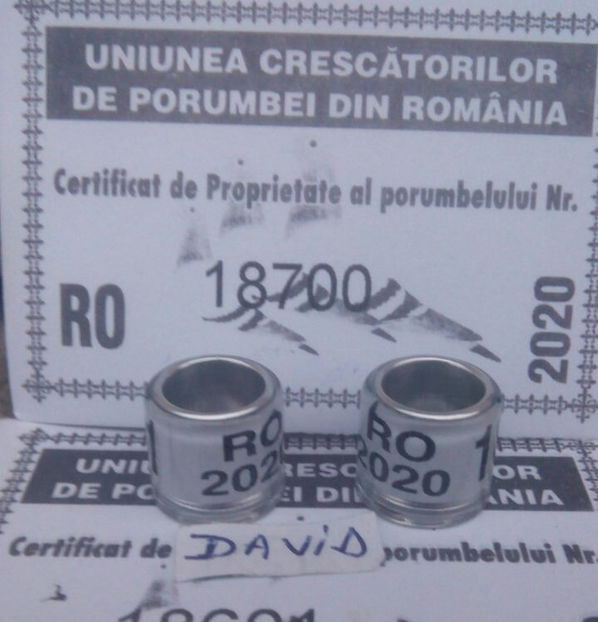 2020-alb-amatori 8mm+talon....-1 leu - Inele porumbei 2020 de vanzare