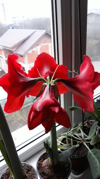  - AMARYLLIS