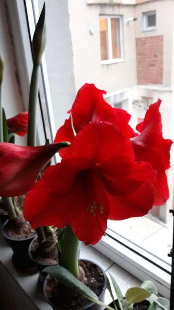  - AMARYLLIS