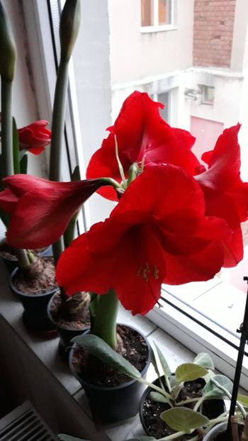  - AMARYLLIS