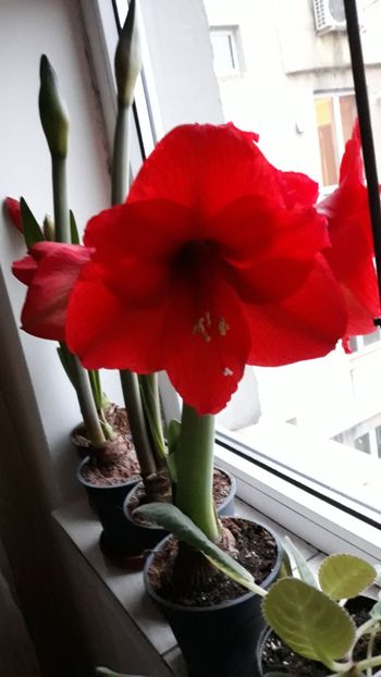  - AMARYLLIS