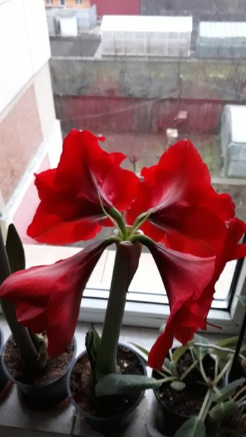  - AMARYLLIS