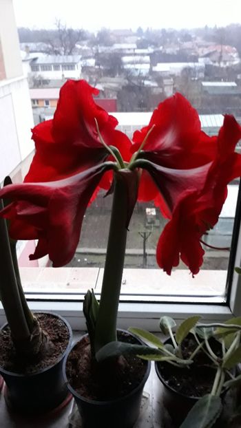  - AMARYLLIS
