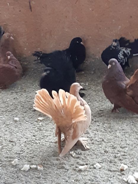  - Roller de cluj Kolozsvari pergo de vănzare din ei