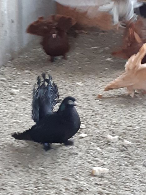  - Roller de cluj Kolozsvari pergo de vănzare din ei