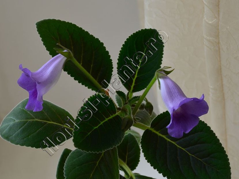 Sinningia Lucis Spots on Ametist Bell - GLOXINIA-SINNINGIA _COLECTIA 2020_2021