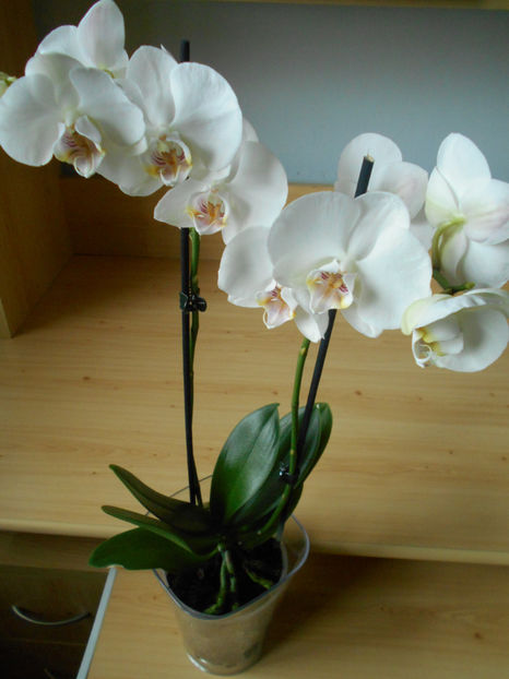  - orhidee 25 Carrefour Dej feb 2020 am pierdut-o