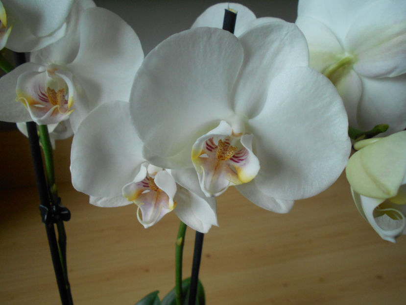 orhidee 25 Carrefour Dej feb 2020 - 06___FLORI 2020