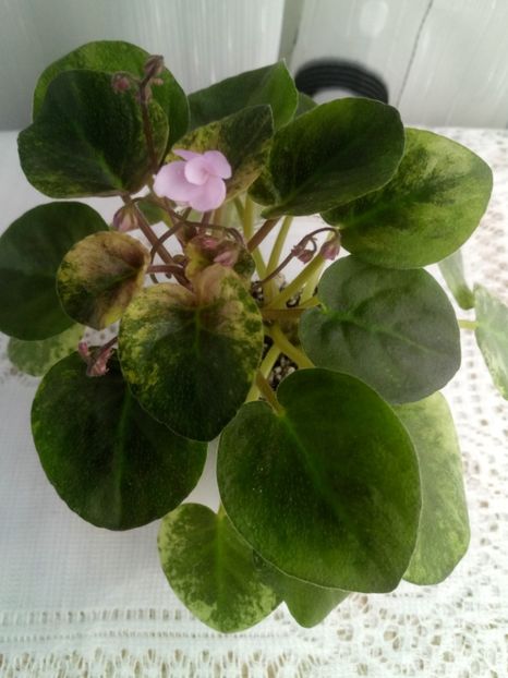 7 feb - Champagne Pink