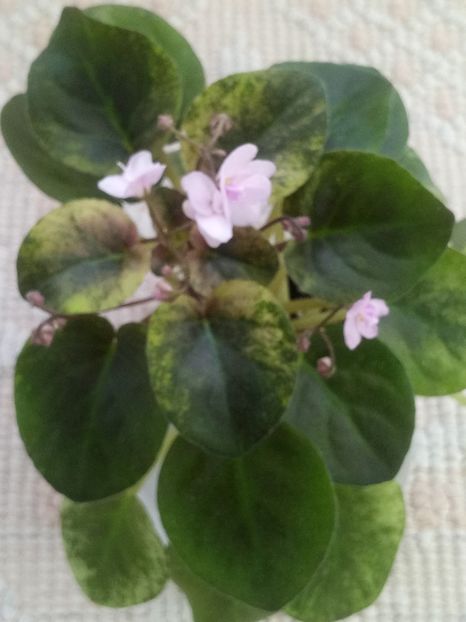 15 feb - Champagne Pink