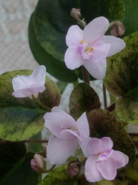 15 feb - Champagne Pink