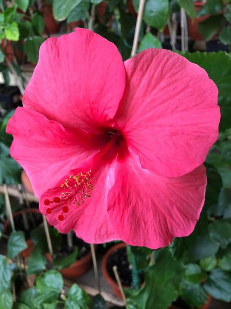 Versicolor pink - 15 lei - Disponibil lastari neinradacinati de hibiscus II