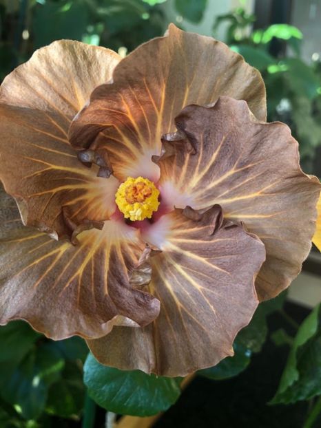 Suntan - Disponibil seminte de hibiscus tropical mix