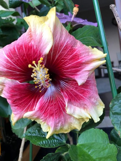 Tah. Queen - 25 LEI - lastari rezervati A