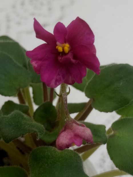 28 ian - Ramblin Sunshine