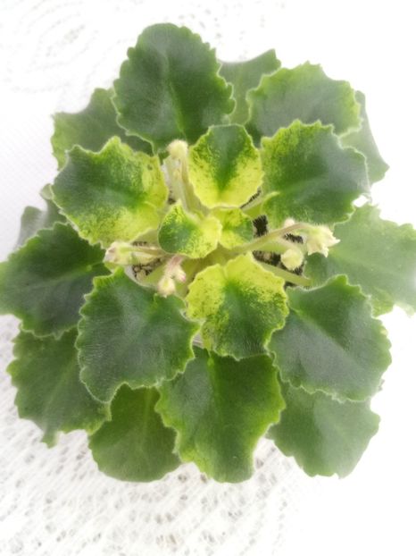 28 ian - LE Shining Star