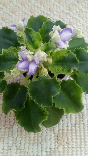 11 feb - LE Shining Star