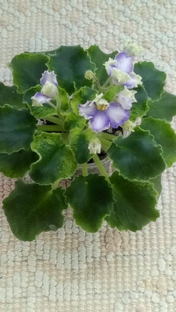 11 feb - LE Shining Star