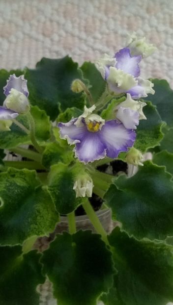 11 feb - LE Shining Star