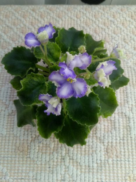 15 feb - LE Shining Star