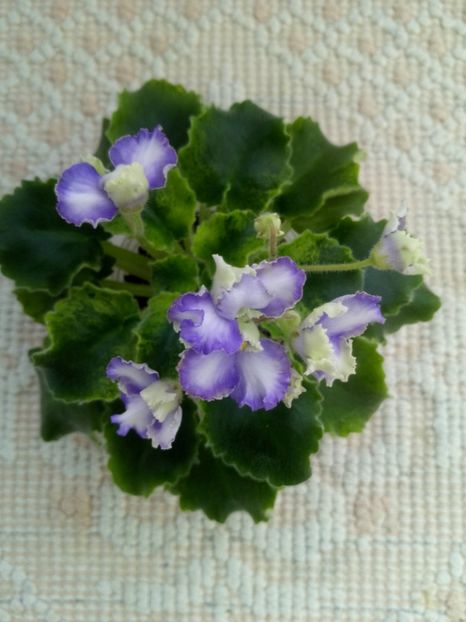 15 feb - LE Shining Star