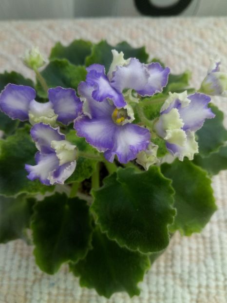 15 feb - LE Shining Star