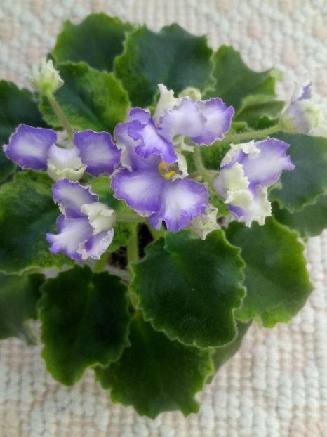 15 feb - LE Shining Star