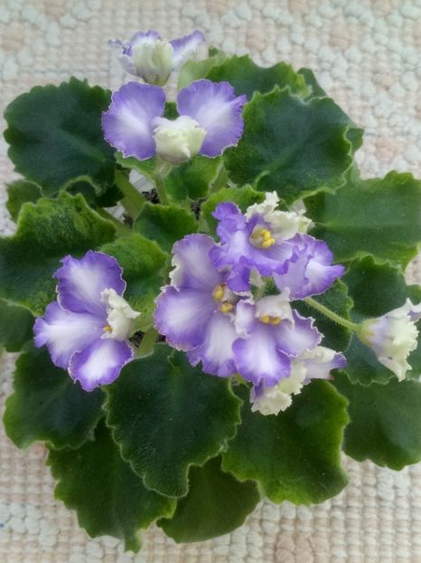 19 feb - LE Shining Star